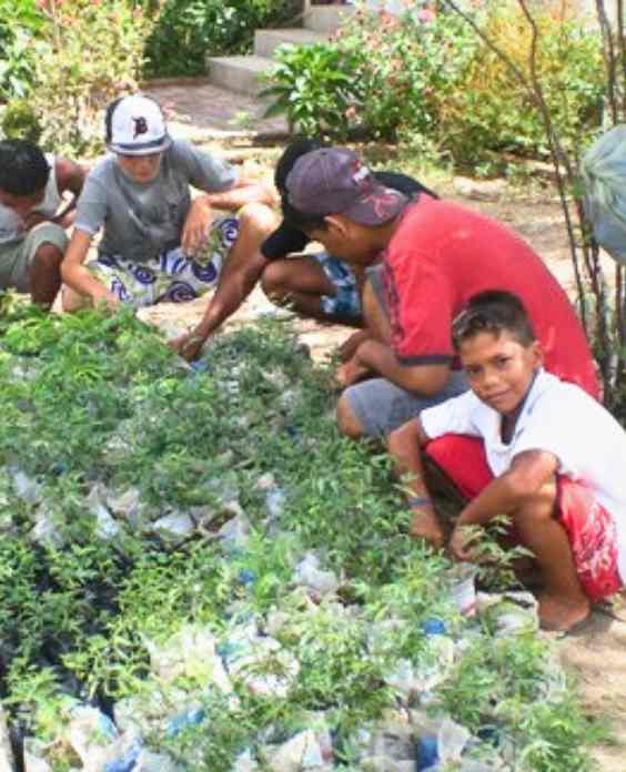 Reflorestamento, Semear Ação / Divulgação
